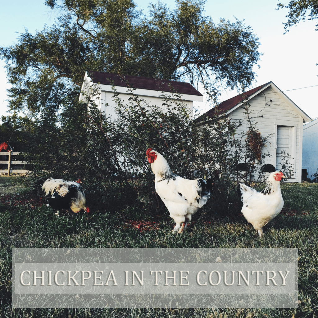 chicken