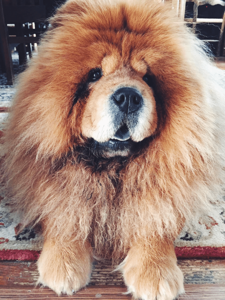 chow